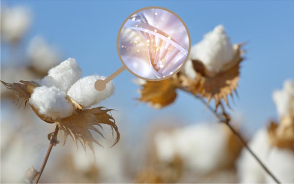 Picture of cotton representing cotton genomics