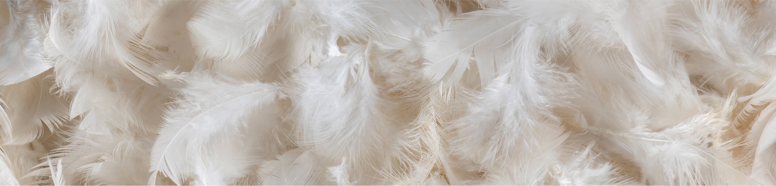 White Bird Feathers