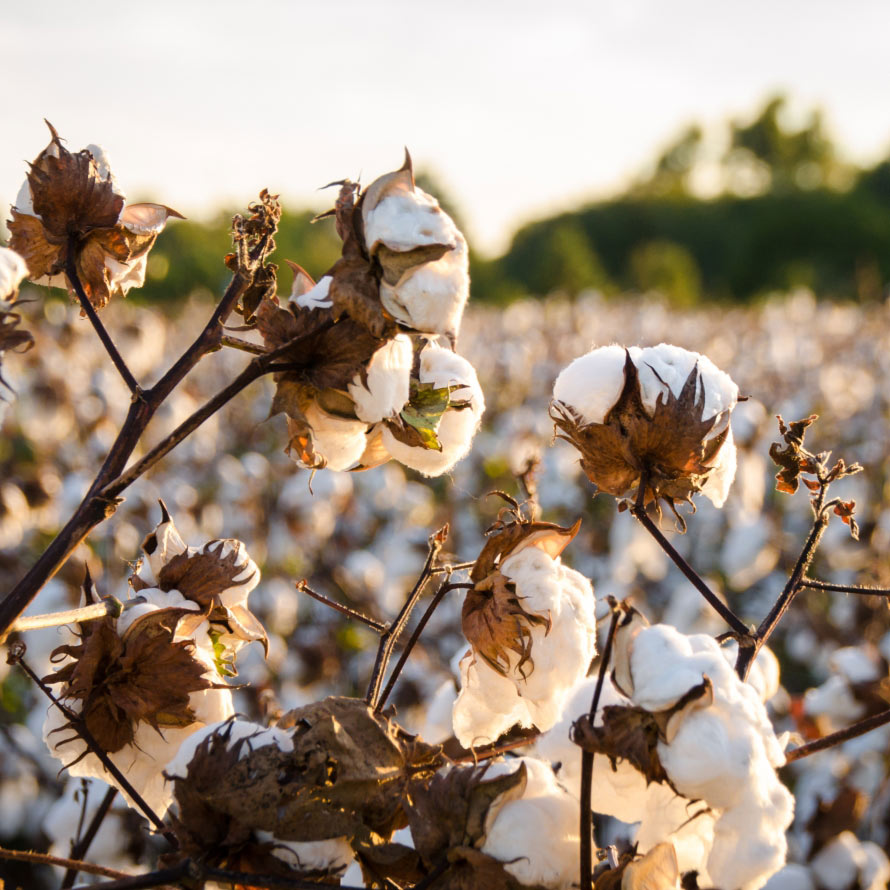 cotton plant