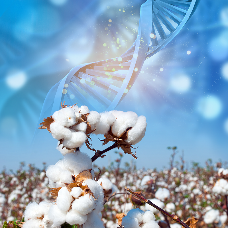 DNA cotton field