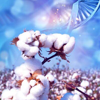 cotton genotyping